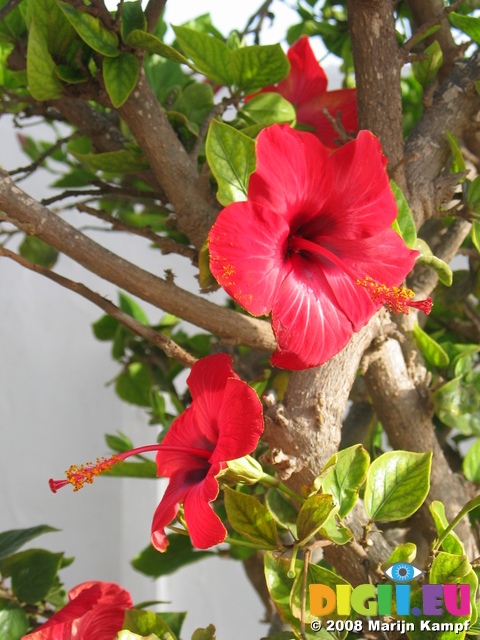 27684 Red hibiscus flowers